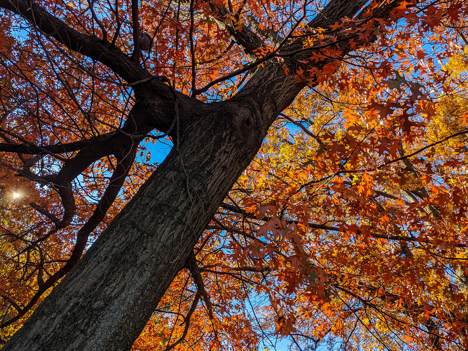 A tree glows orange and red in New York City's Inwood Hill Park.