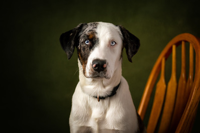 Photo of a white and black dog sitting on a chair in the studio
