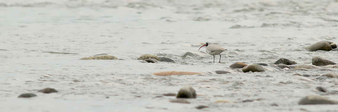 Ibisbill