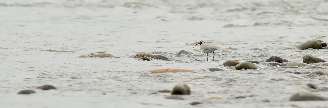 Ibisbill