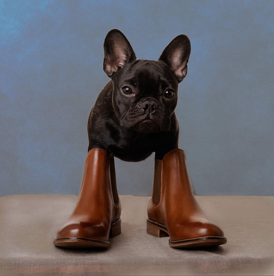 Professional dog portrait photography packages in Geneva, Switzerland, including digitals and print. Beautiful portraits of your beloved dog, with the option to include you. Sessions available in studio, outdoors, or at your home for your dog's comfort.