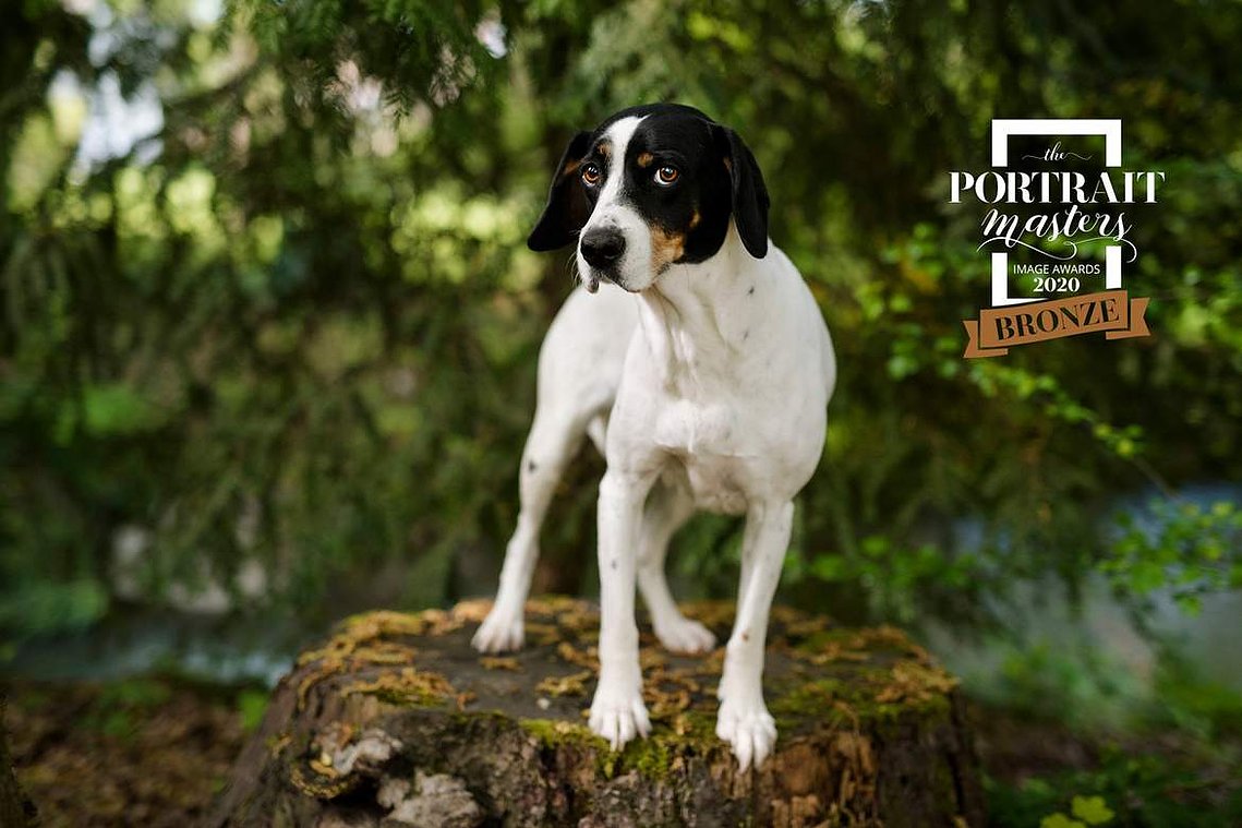 Professional dog portrait photography packages in Geneva, Switzerland, including digitals and print. Beautiful portraits of your beloved dog, with the option to include you. Sessions available in studio, outdoors, or at your home for your dog's comfort.