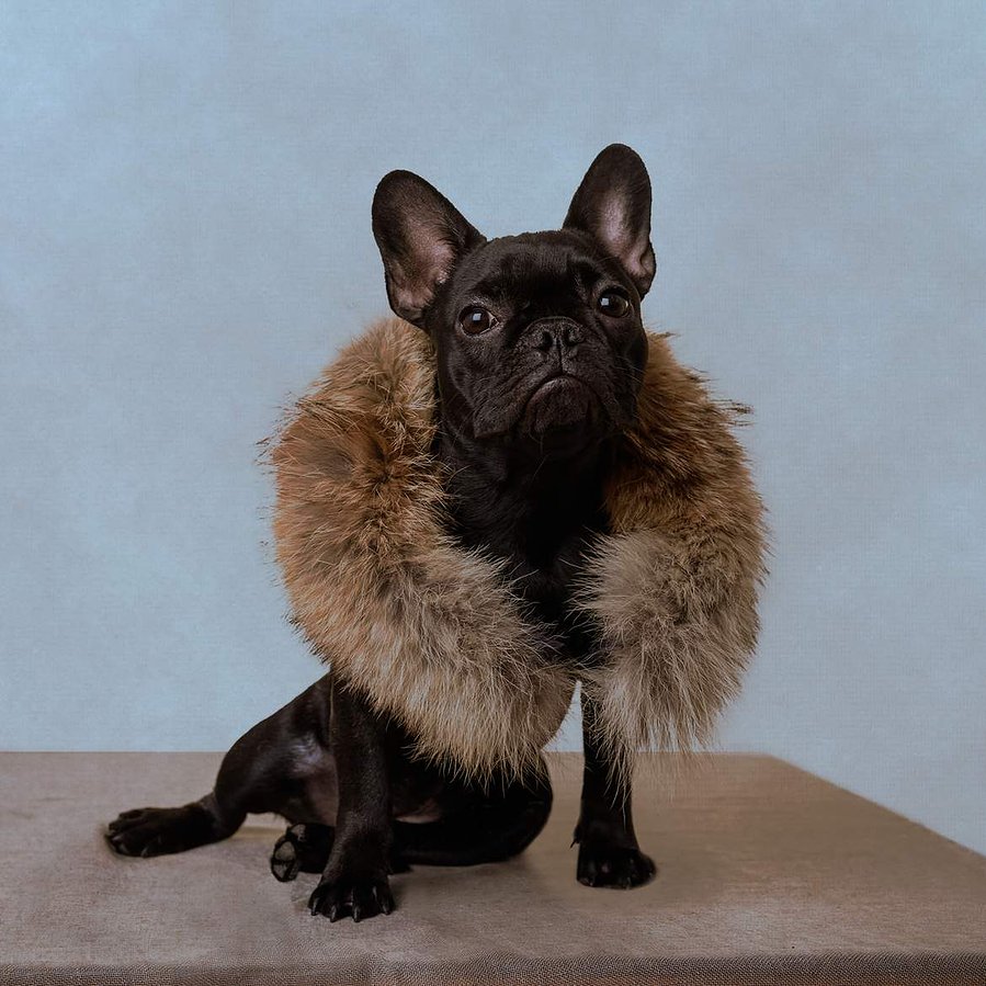 Professional Canine Portraits, includes A4 print and negative. Let me capture the beauty and spirit of your beloved dog with/without their owner. Portraits de chiens prise soit en studio ou dans la nature. Inclus une tirage d'A4 et son numérique.