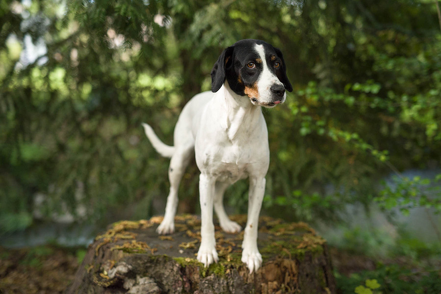 Professional Canine Portraits, includes A4 print and negative. Let me capture the beauty and spirit of your beloved dog with/without their owner. Portraits de chiens prise soit en studio ou dans la nature. Inclus une tirage d'A4 et son numérique.