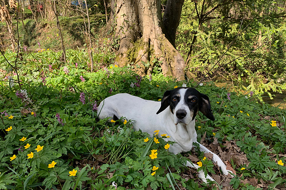 Dog portraits taken by the Seymaz river, for up to either 3 or 4 people, includes digitals. Make the most of our Indian summer with its soft, warm light. These sessions are limited to September and early October. 