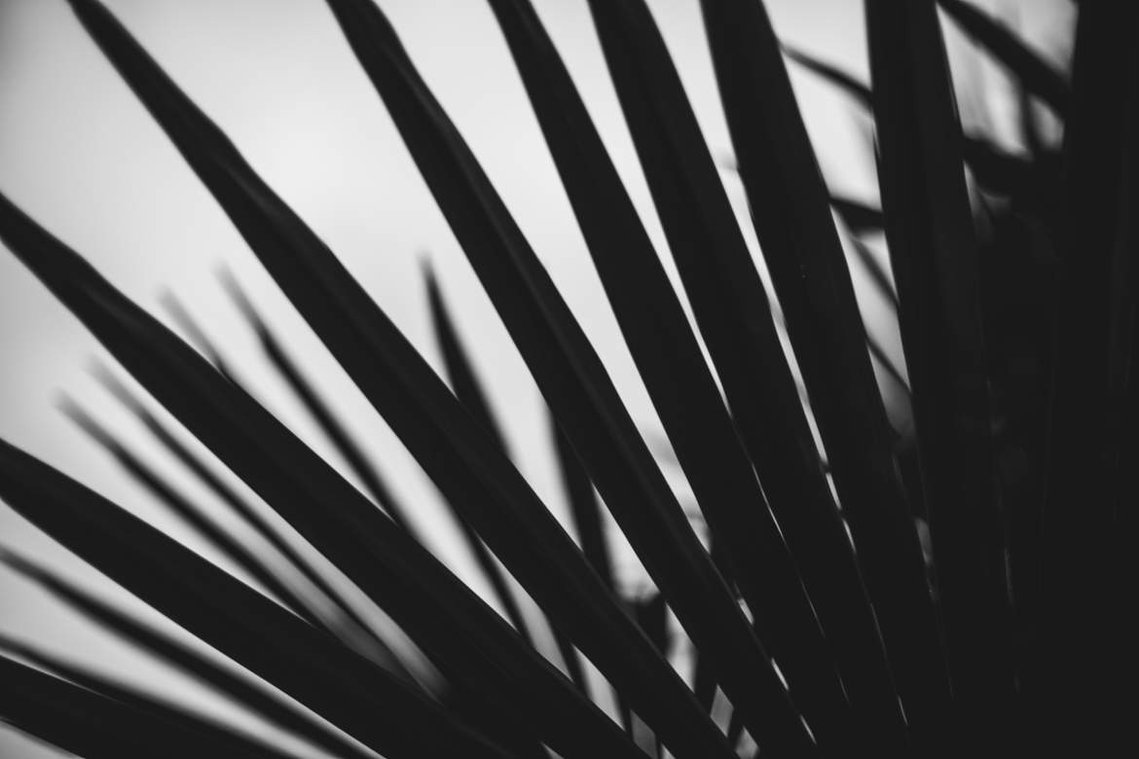 Modern Plant