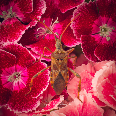 Macrophotography. Close up photography. Insects. Studio Art