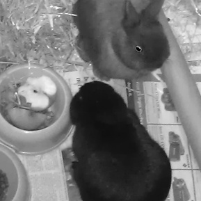 Boo and Banana: two of our first pet sitting clients