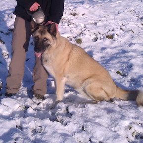 Suki: our first dog walking client