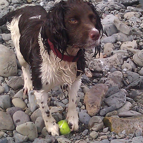 one of 8 puppies we looked after over Christmas 2012