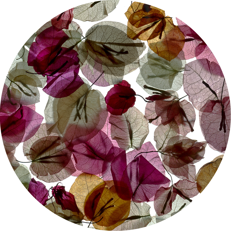 Wreath Series, Nikala Bourke, 2015.