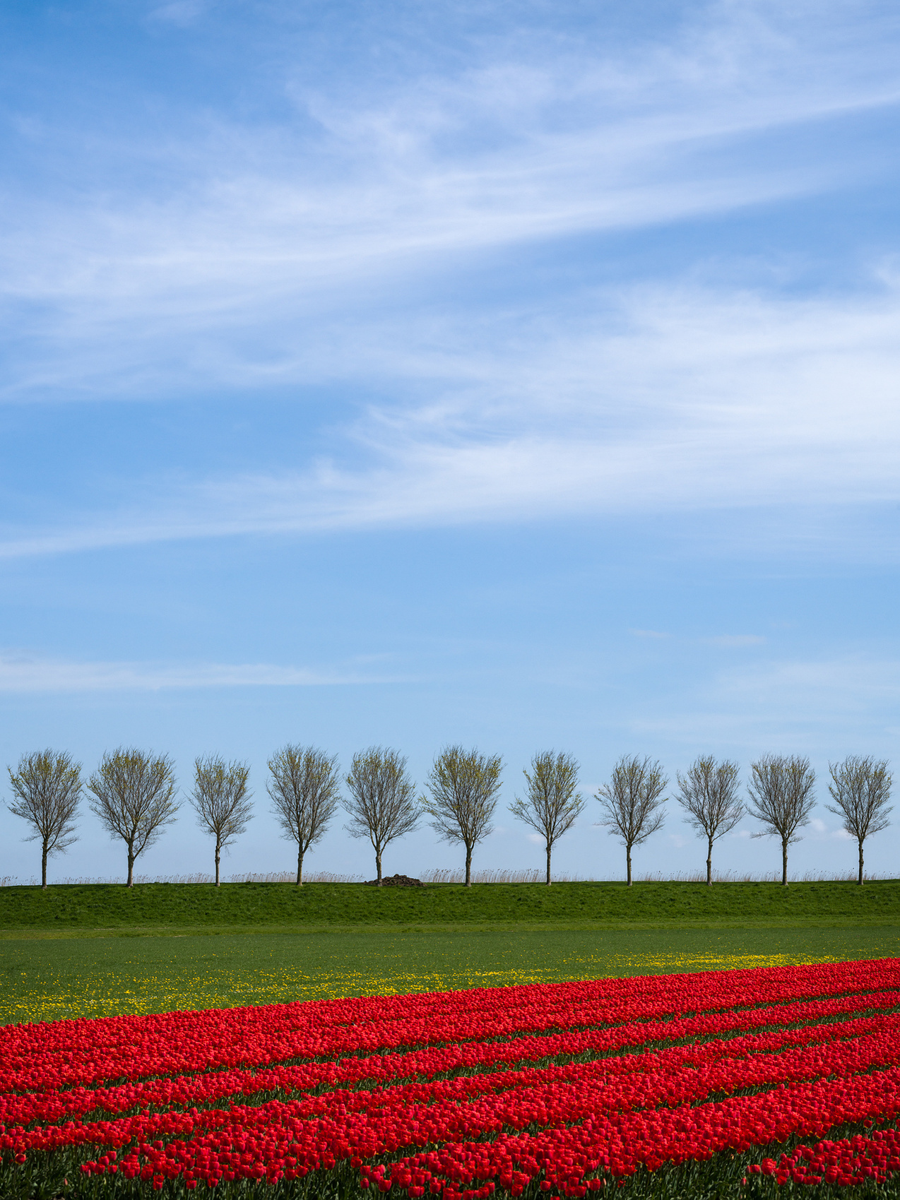 A photo of a minimalistic tulip field in Holland