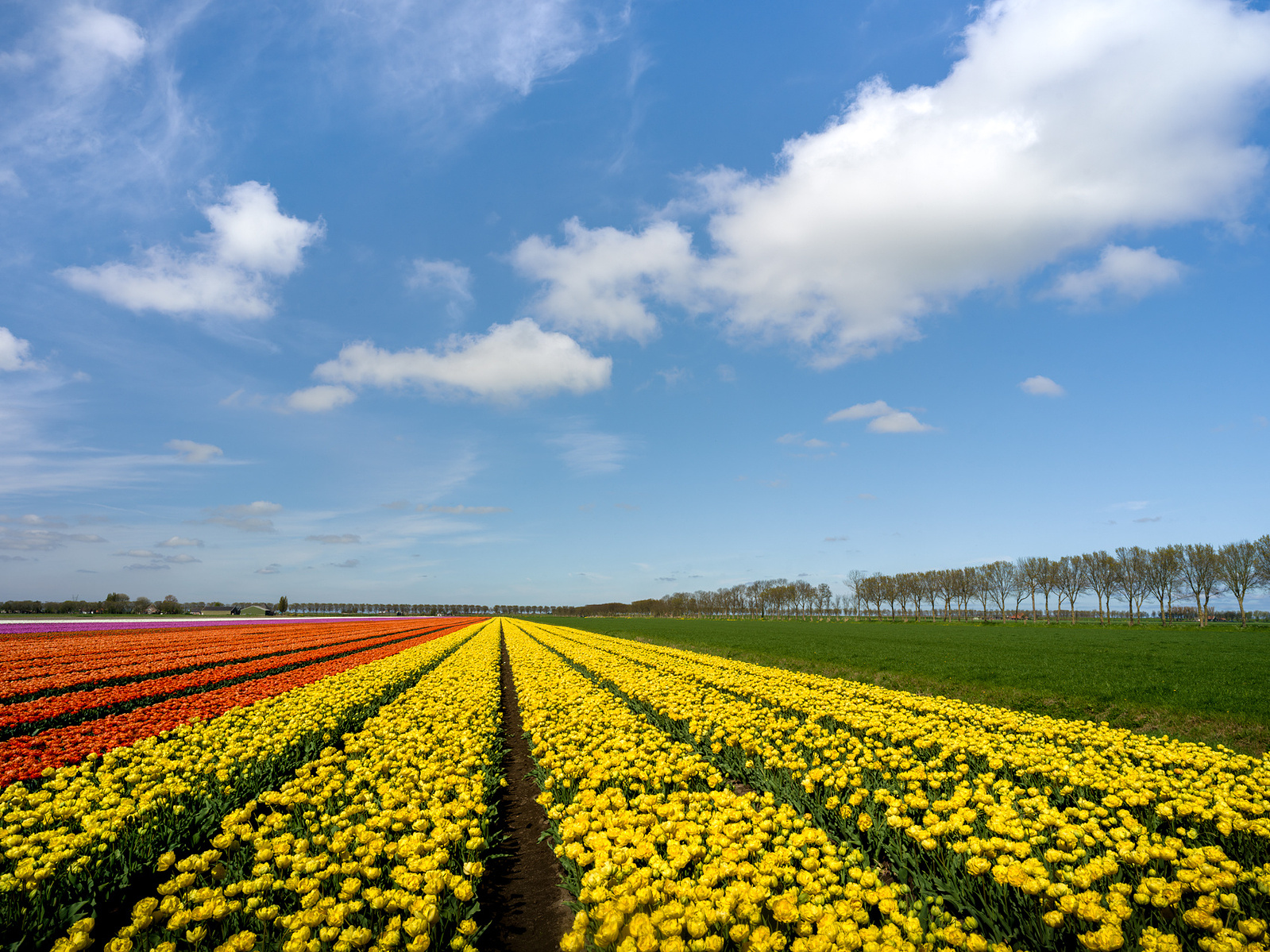 yellow, orange and blue tulip fields in holland