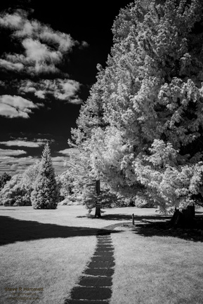 Infrared landscape image taken at High Elms in Kent, England.
