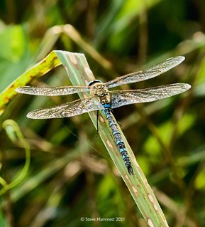 Migrant Hawker