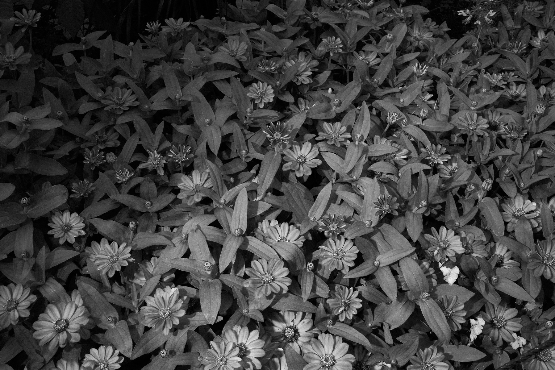 Brooklyn Botanical garden flowers summer wedding 2021. Corey Torpie Wedding Photojournalism. 
