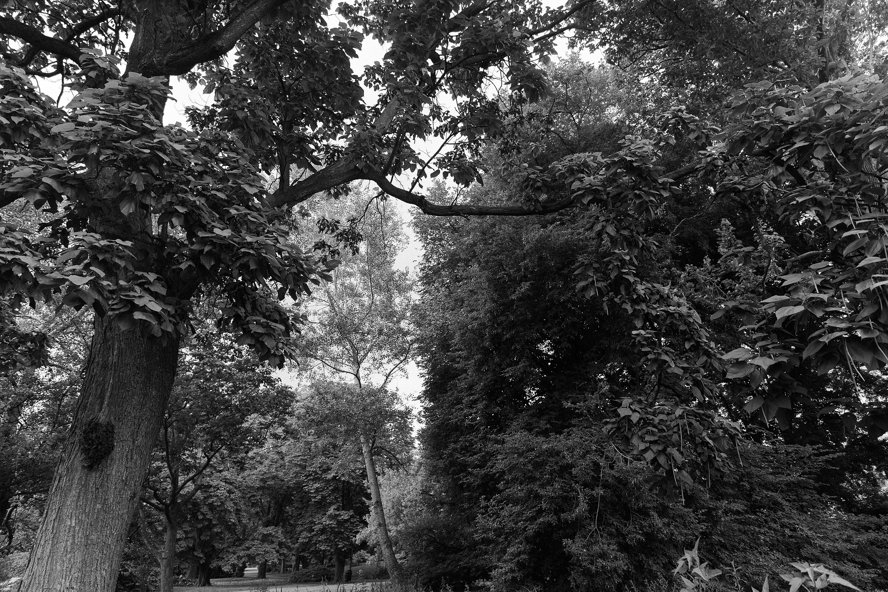 Brooklyn botanical gardens summer wedding ceremony. Corey Torpie Wedding Photojournalism.