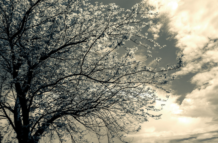 A Photograph of  a Tree with stormy sky and bright sunlight in black and white