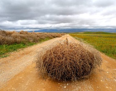 Tumbleweed, California