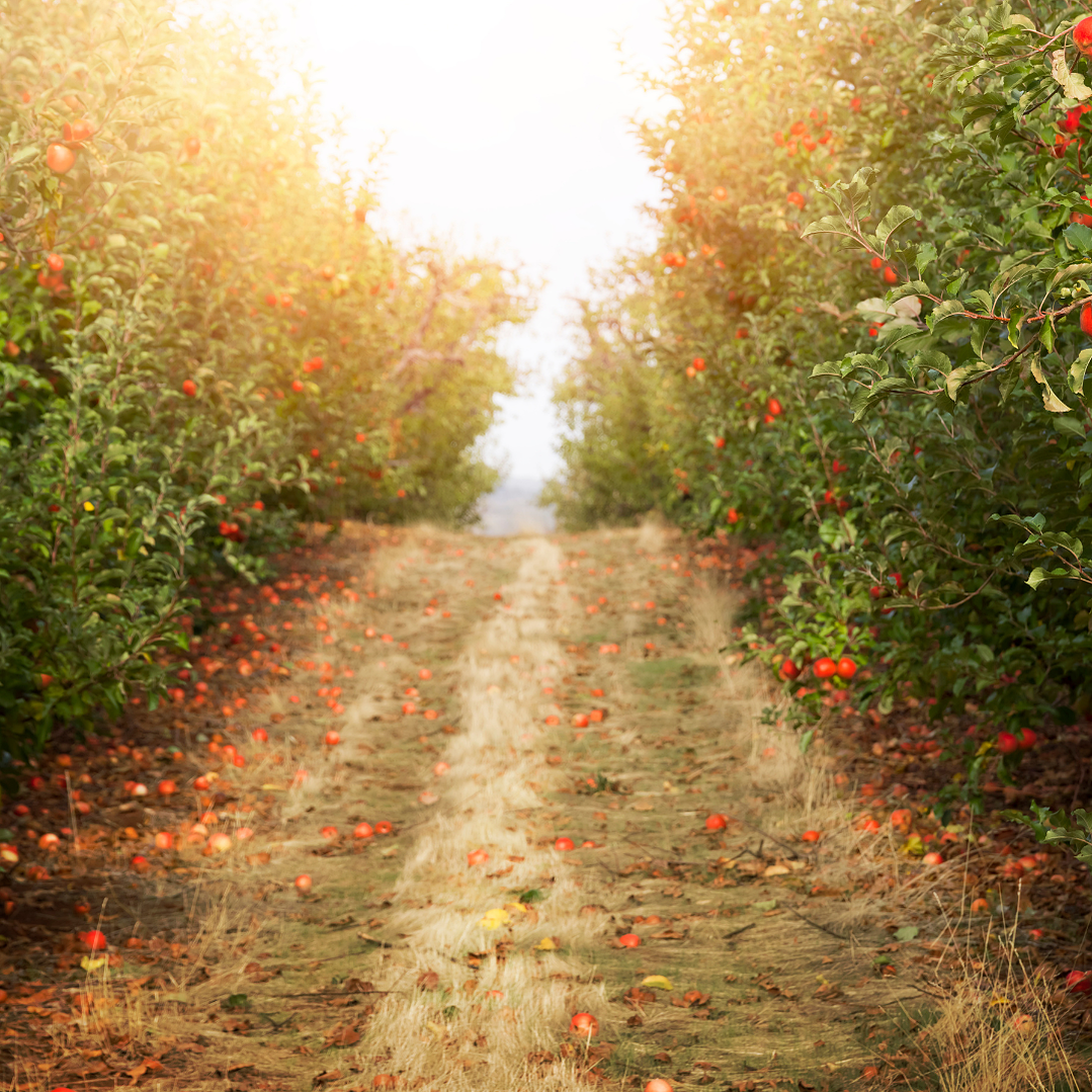 Blush Image Aesthetics - Website Images.