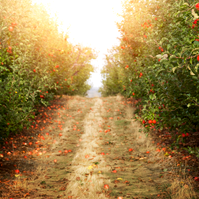 Blush Image Aesthetics - Website Images.