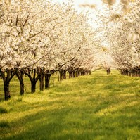 Blush Image Aesthetics - Website Images.