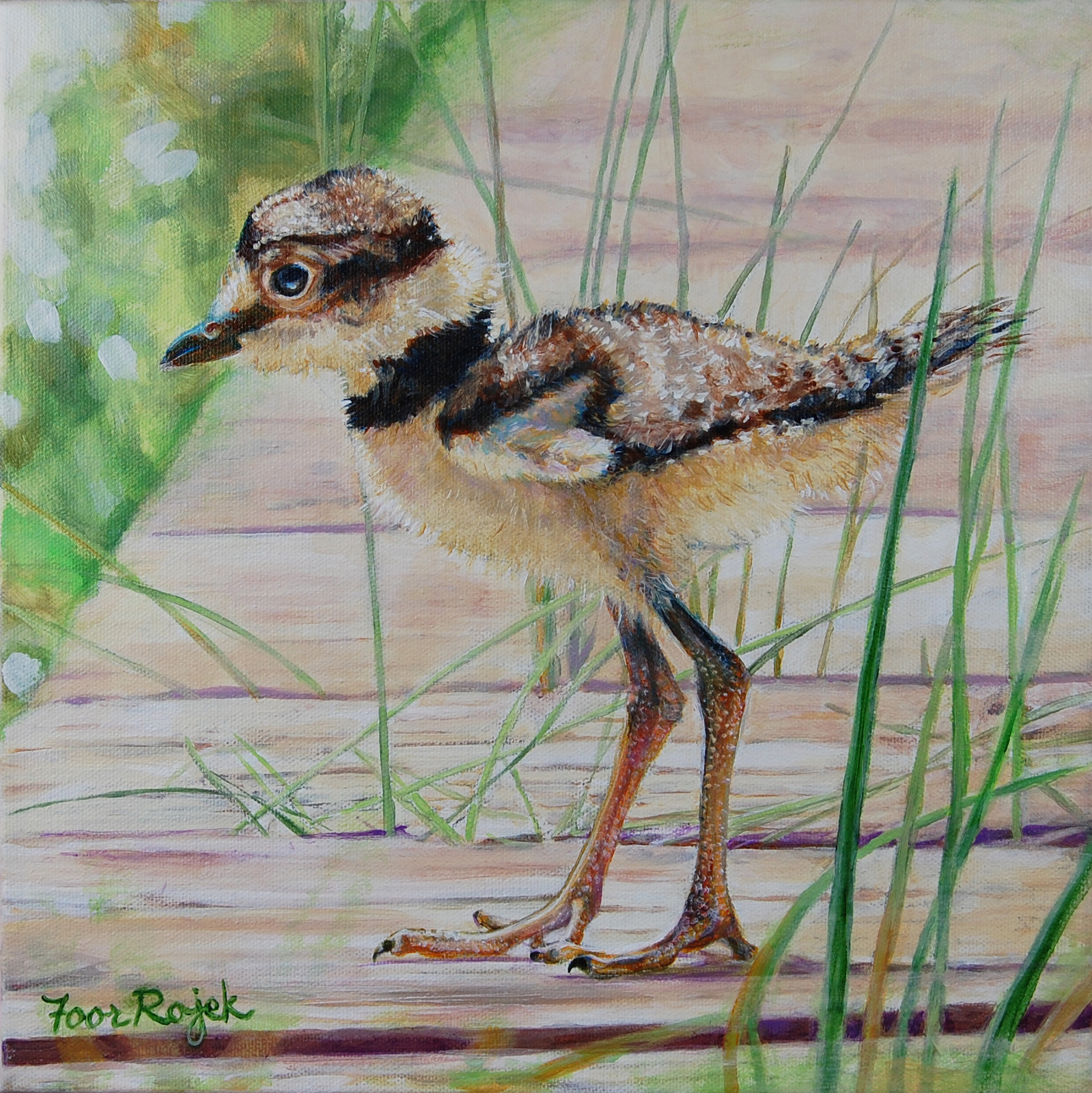 A juvenile killdeer taking its first independent stroll across the boardwalk on a brilliant spring day.