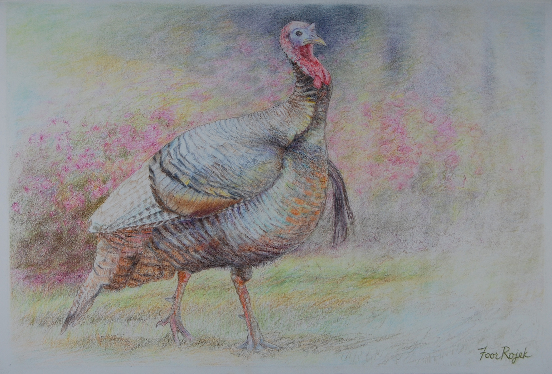 A wild turkey struts past pink azaleas in the springtime.