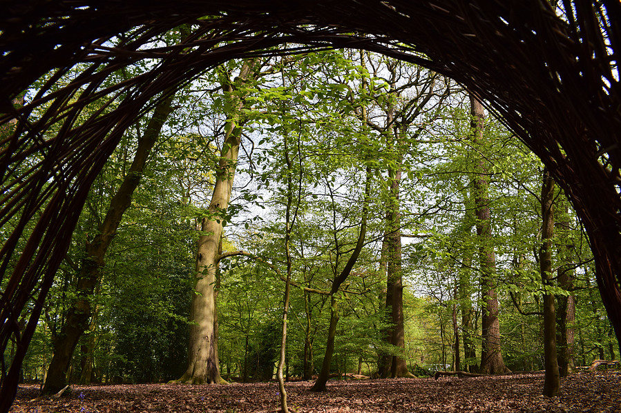 Nest in the woods