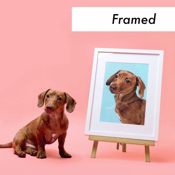 Framed portrait of Billie the Jack Russell X Dachshund (Jackshund) by Woof Portraits.  Custom hand-drawn pet portrait by illustrator and portrait artist Ryan Hodge.  Features statement blue background.  Framed fine art giclée print option.