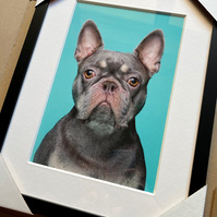 Paco the French bulldog by Jonny Bosworth, the London Dog Photographer.  A photograph of a frenchie with light blue background, white mount and black frame. 