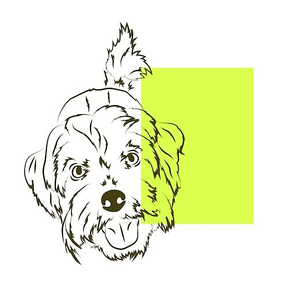 Nava and me independent business for  dog accessories. 