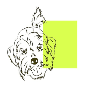 Nava and me independent business for  dog accessories. 