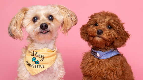 Two cute dogs on pink backdrop.  An example of dog photography from the event at The Big Woof at Kings Cross by Woof Photography aka Jonny the London Dog Photographer.