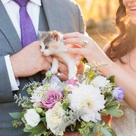 kitten, hands, wedding flowers