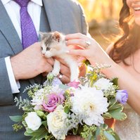 kitten, hands, wedding flowers