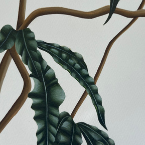 Scarlett Greenwood watercolour leaf painting 