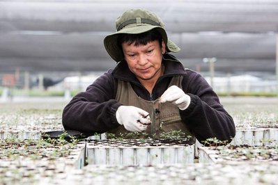 A woman cautiously plants seed in a forestry facility 