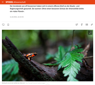 Photograph of a poisonous frog on the jungle of Colombia