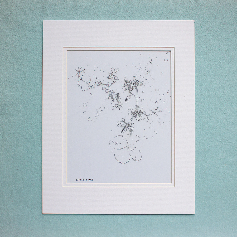 Small flowers drawn in pencil on mylar paper. 