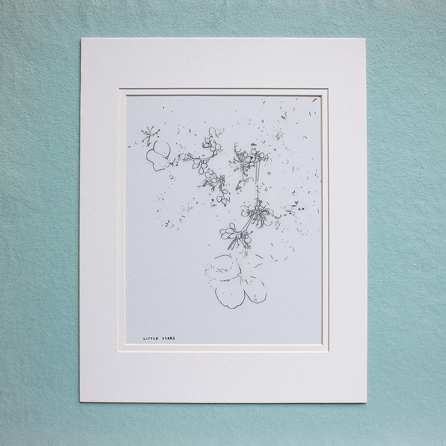 Small flowers drawn in pencil on mylar paper. 