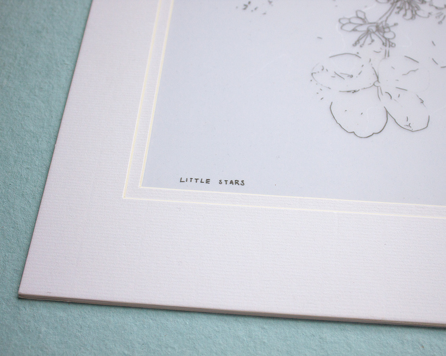 Small flowers drawn in pencil on mylar paper. 