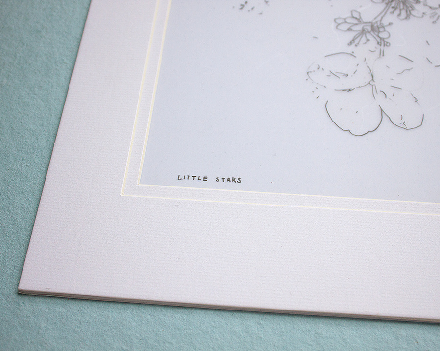 Small flowers drawn in pencil on mylar paper. 