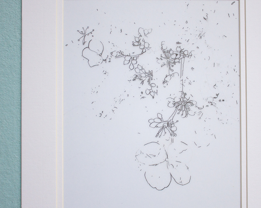 Small flowers drawn in pencil on mylar paper. 