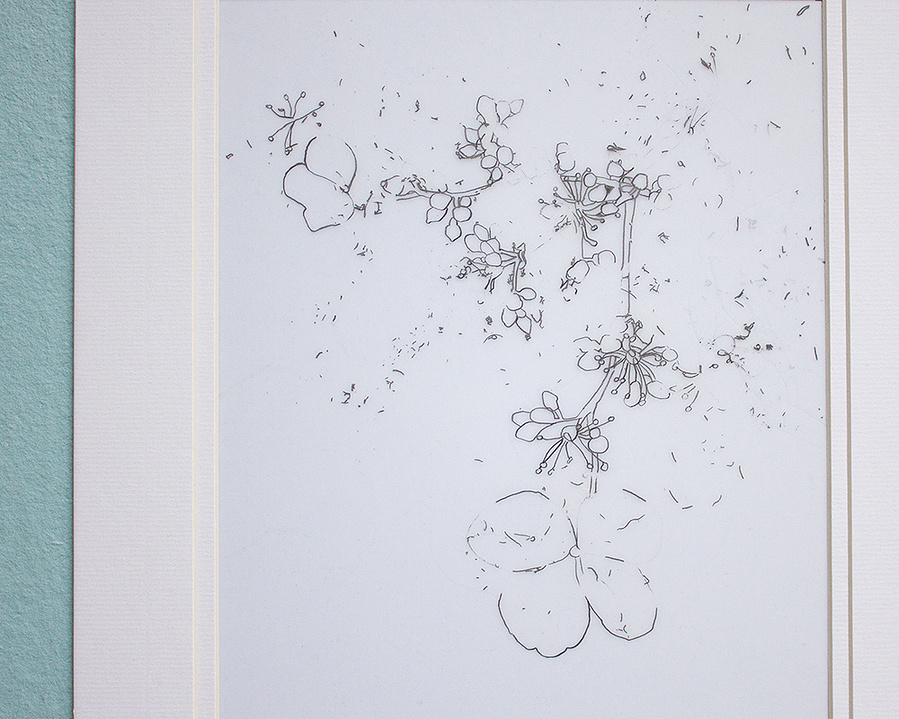 Small flowers drawn in pencil on mylar paper. 