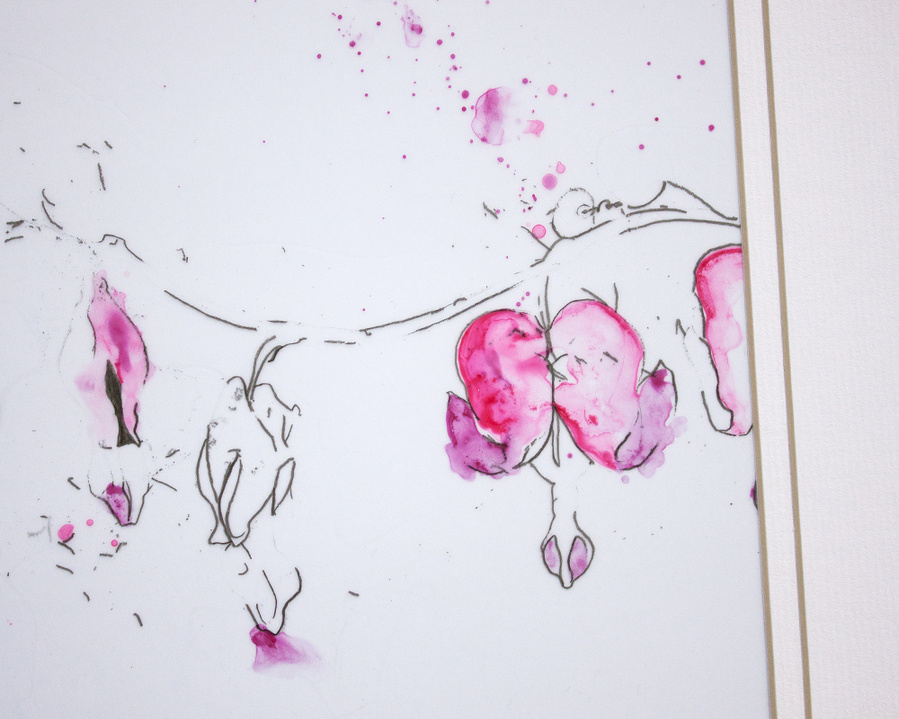 Bleeding Heart flowers drawn in pencil and painted with watercolours on mylar paper. 