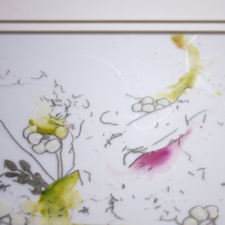 white berries drawn in pencil and painted with watercolours on mylar paper. 