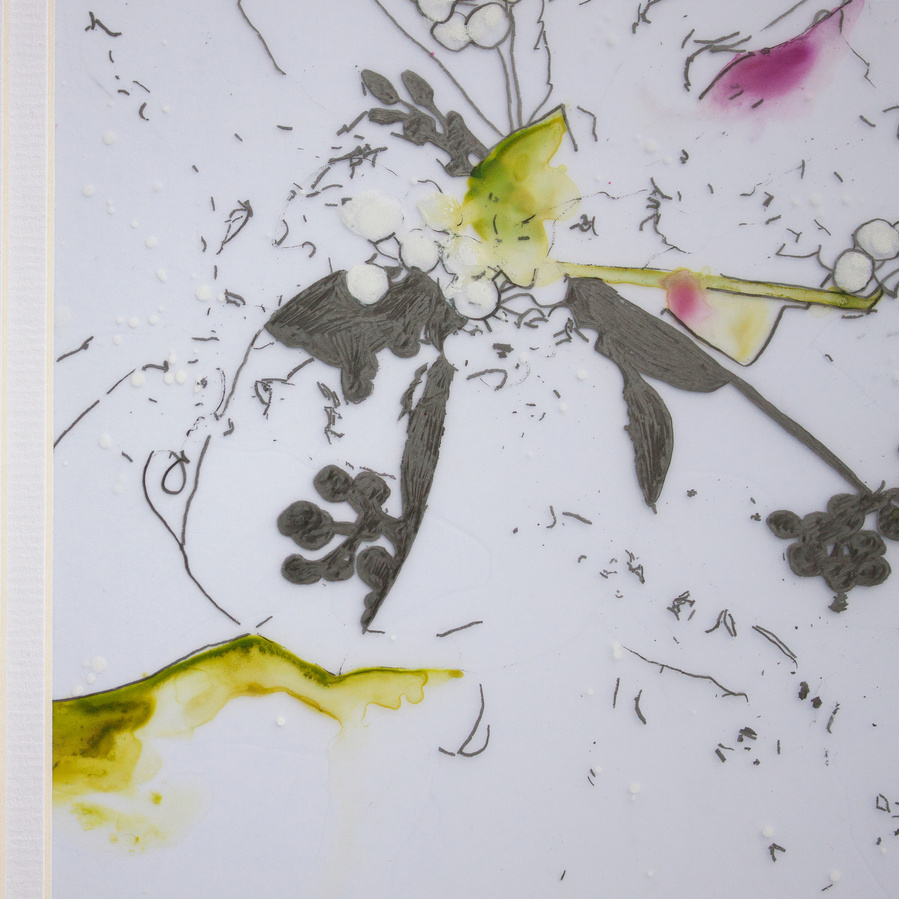 white berries drawn in pencil and painted with watercolours on mylar paper. 