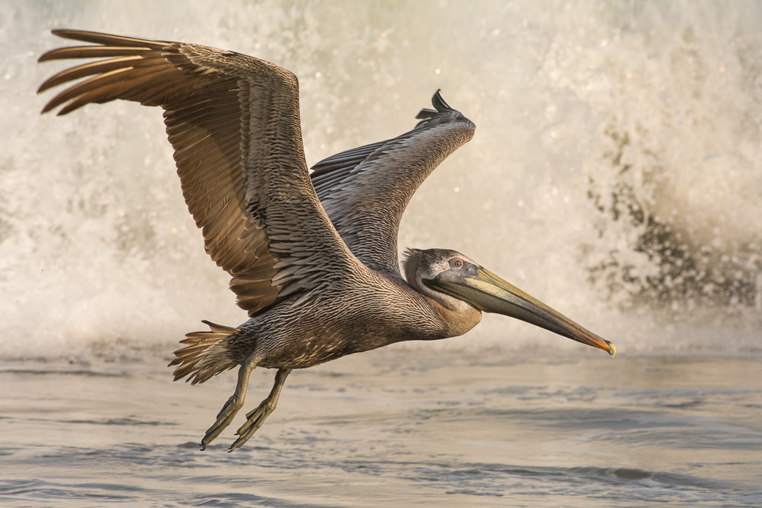 A Brown Pelican in flight displaying the beauty of its wings as it evades the white water of a crashing wave at Los Ayala beach in Nayarit, Mexico.