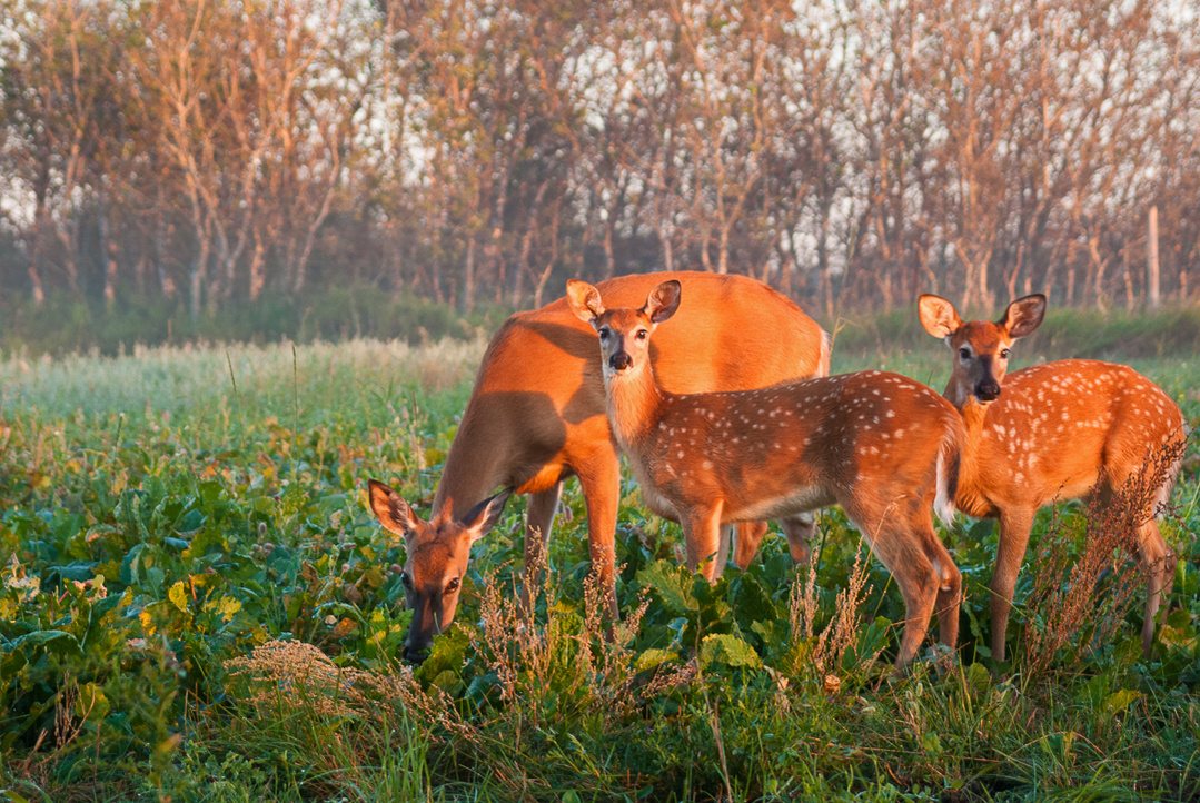 A White-tailed (Odocoileus virginianus) mother deer and her two fawns grazing in a field in Saskatoon, Saskatchewan. 
